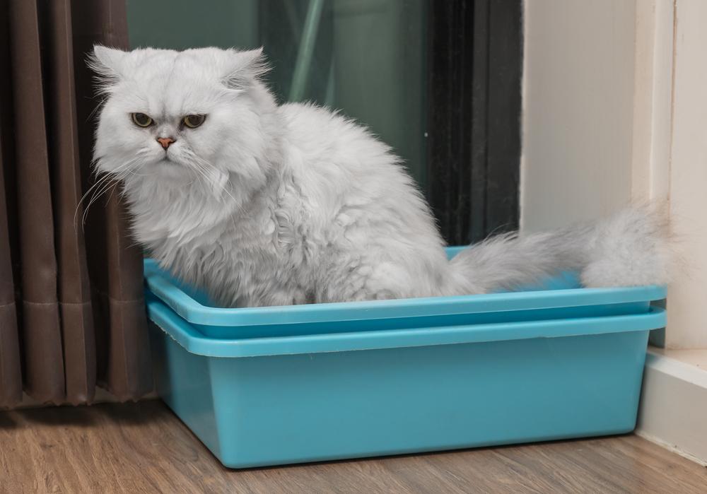 persian cat using toilet