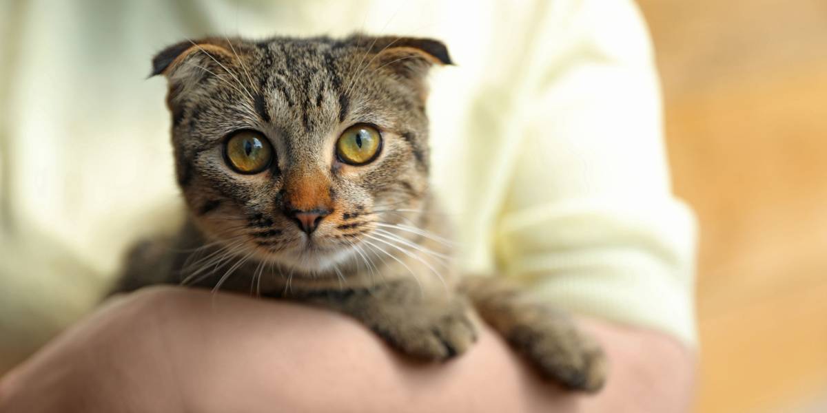 An image showcasing a Scottish Fold cat, known for its distinctive folded ears and unique appearance.