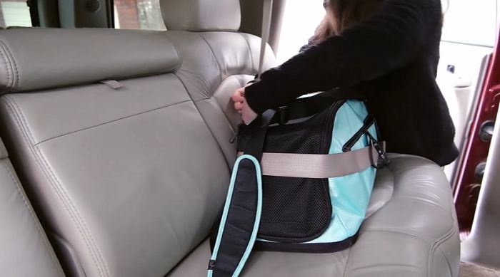 Strapping cat into car