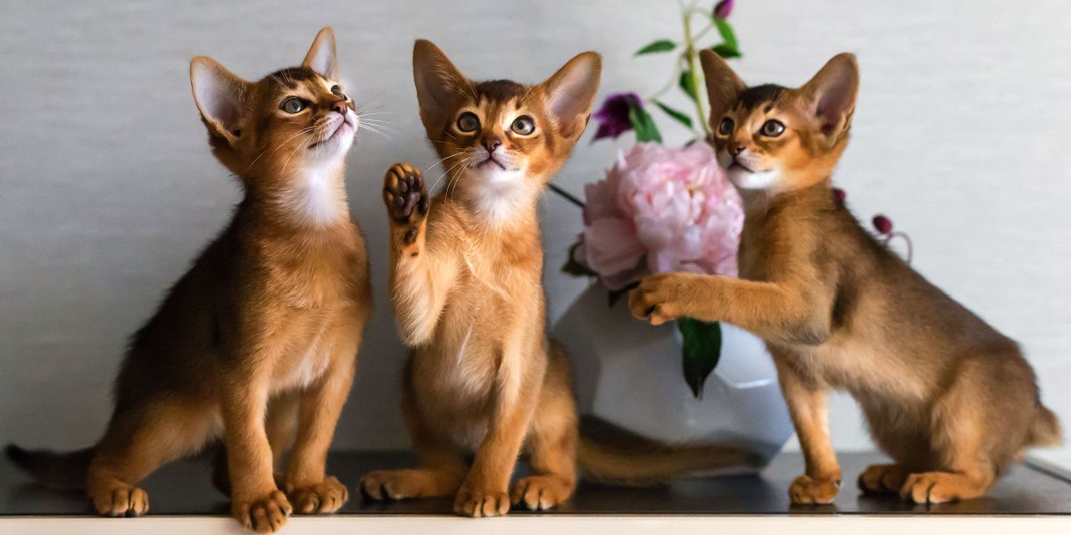 Two female sale cats together