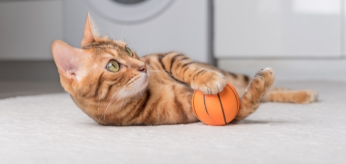 El gato bengalí está jugando con una pelota en el suelo.