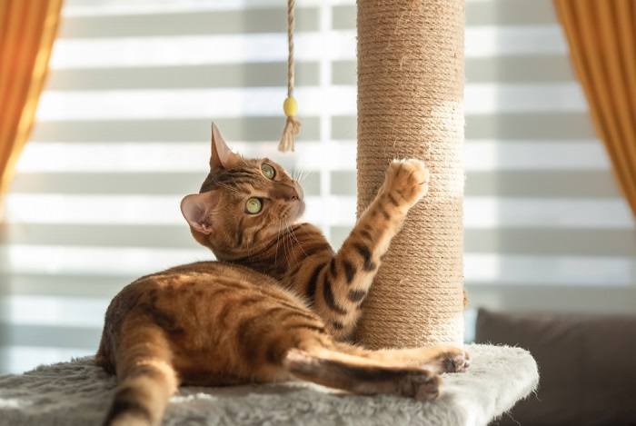 Bengal cat plays with a scratching post