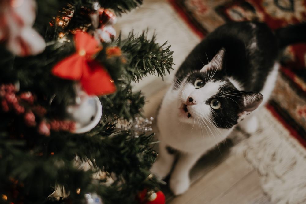 Black and white cat looking up at a decorated Christmas tree