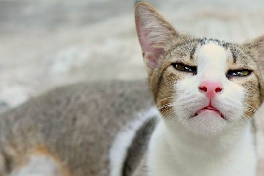 Bordetella in Cats: Causes, Symptoms, and Treatment