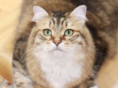 Brown Siberian Cat Laying Lounging on Chair Close Up