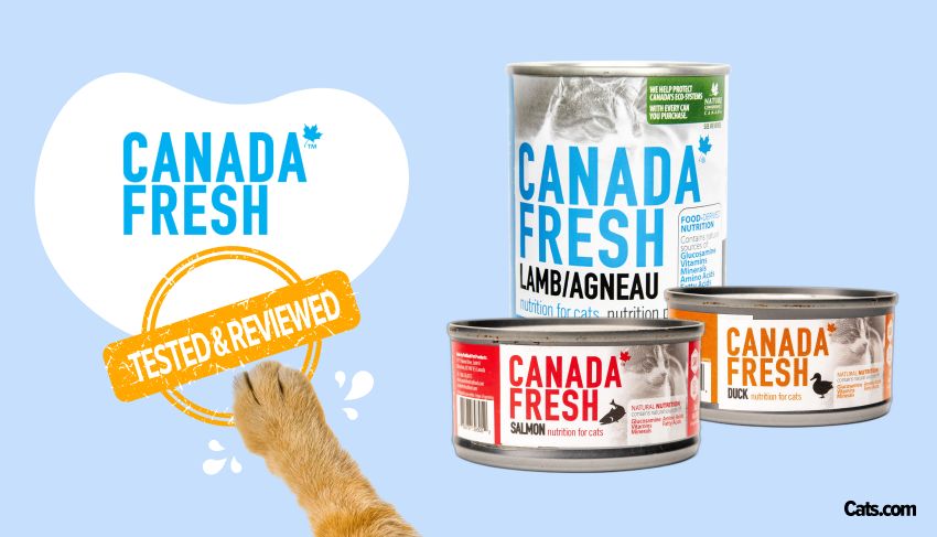 Canada Fresh Cat Food Brand Review