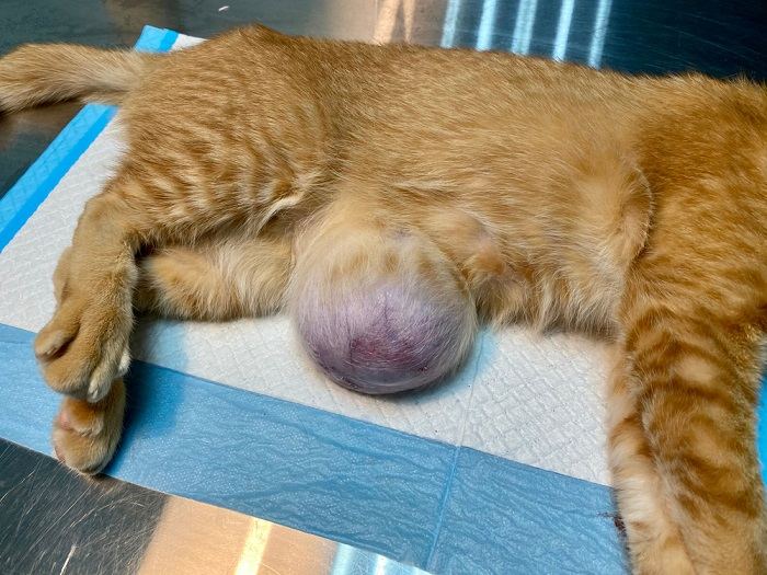 Cat presented with umbilical hernia