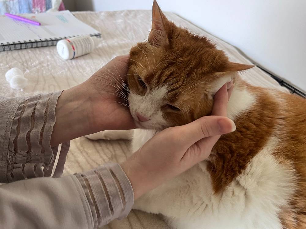 Clean a Cat’s Ears