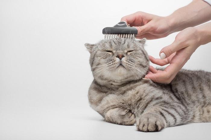 A Scottish cat with a distinctive coat pattern being meticulously groomed.