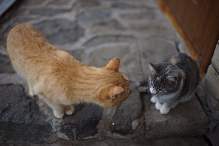 Communication of two cats