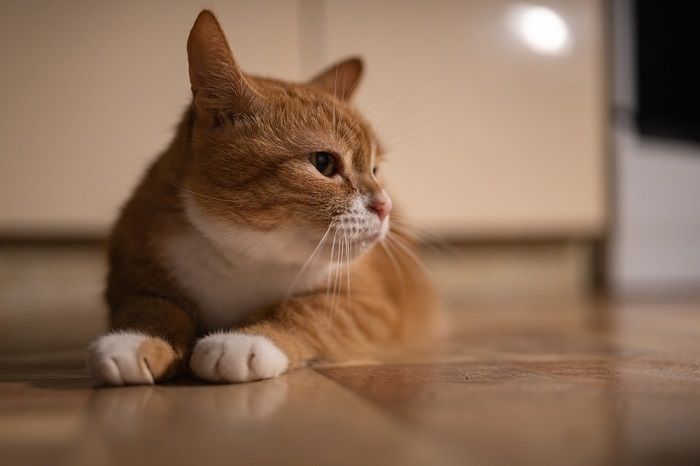 Domestic red cat in a with dim light