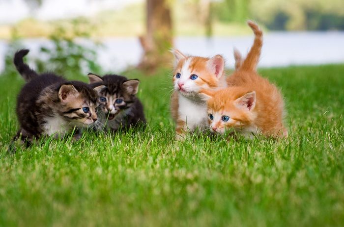 Four little kittens playing in garden