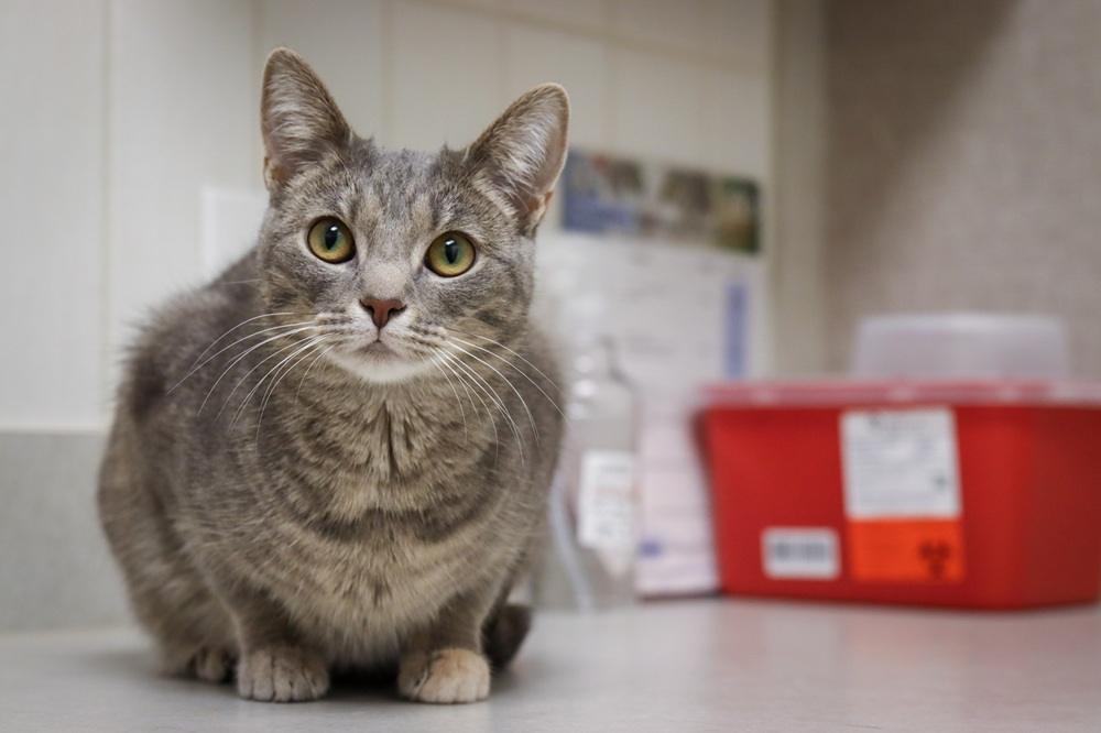 GoodVets Cat At Vet