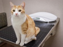 GoodVets Cat At Vet