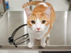 GoodVets Cat At Vet