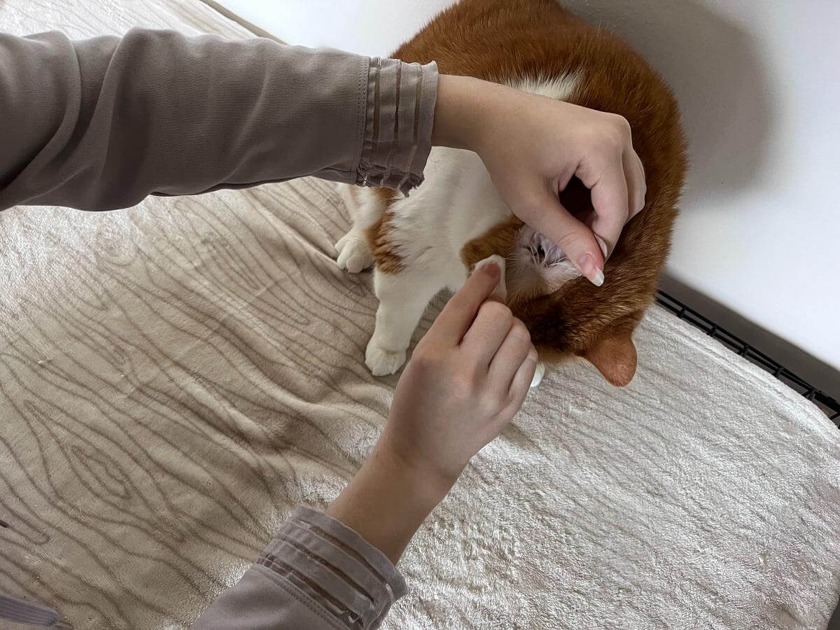 Image demonstrating cat ear cleaning..