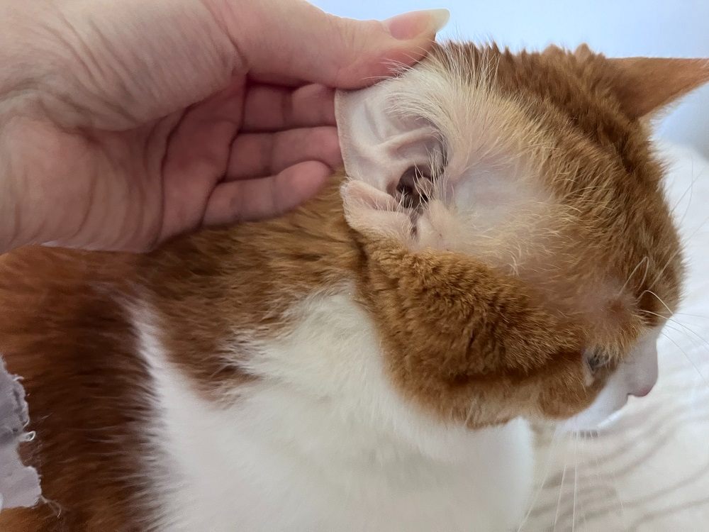 Image-depicting-the-process-of-checking-a-cats-ear