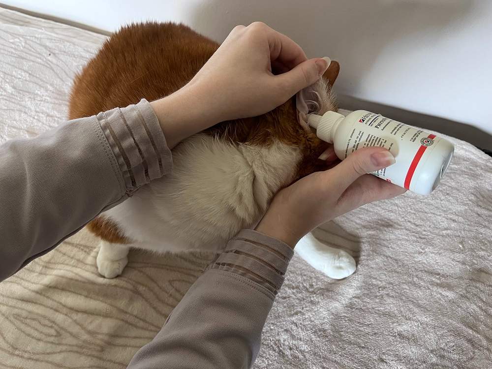 Image featuring a cat ear drop.