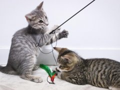 Kitten playing