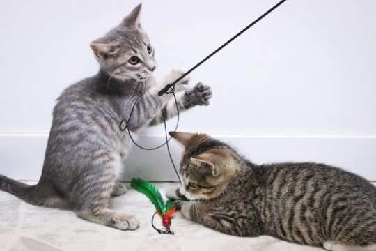 Cat Using the Litter Box Frequently: When To Worry - Cats.com