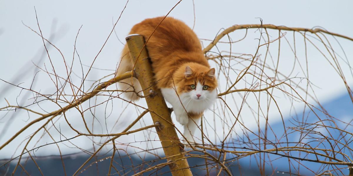 The cat is climbing the tree sale