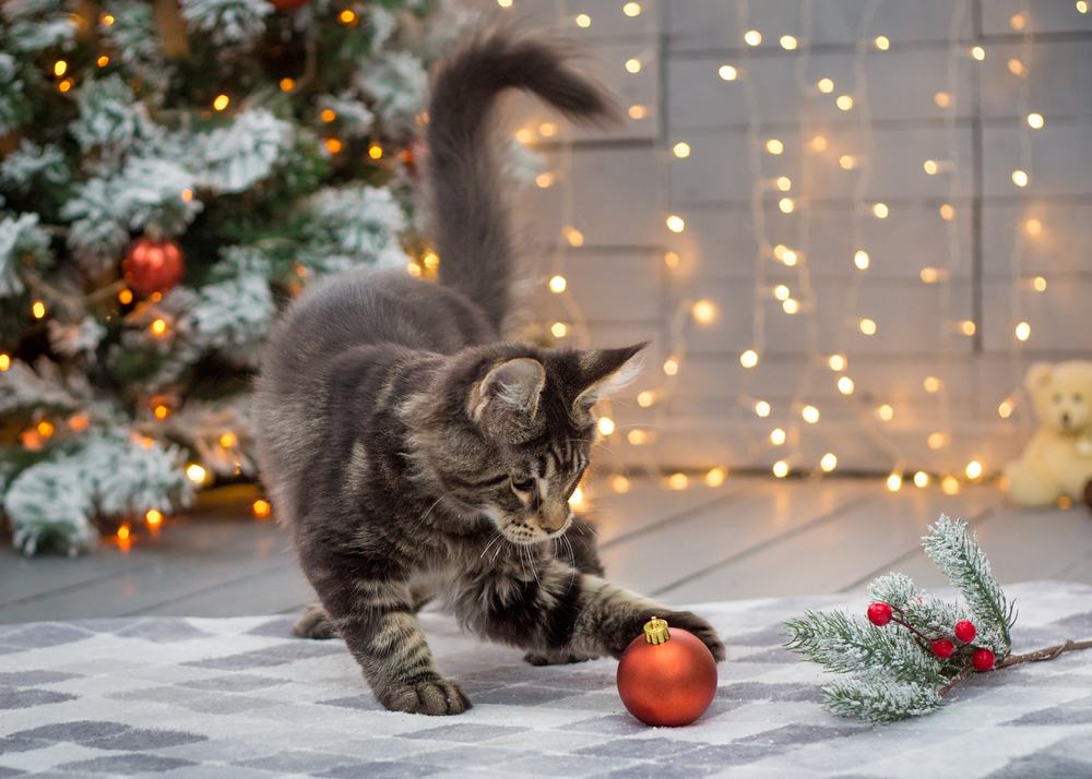 Maine coon kitten batting a Christmas ornament in front of a Christmas tree