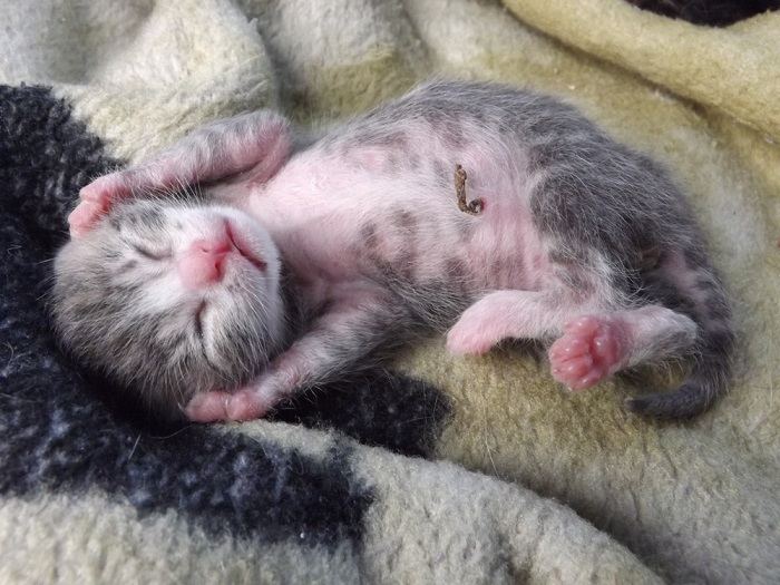 Neonatal Kitten umbilical