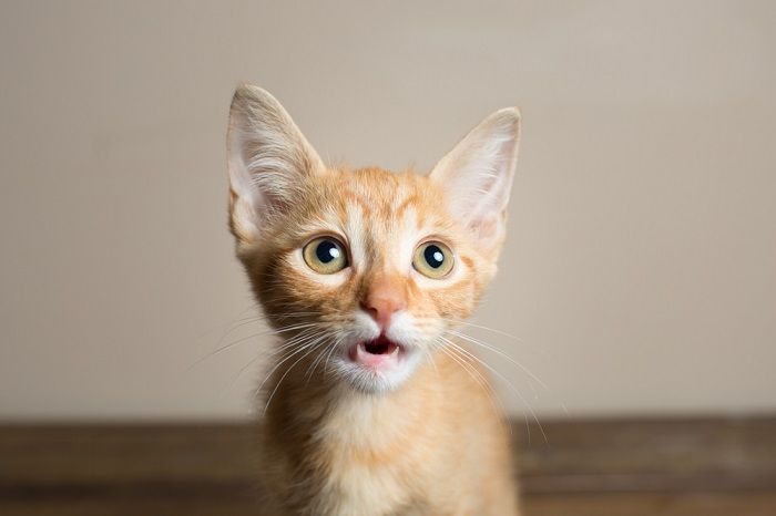 Orange Kitten meowing