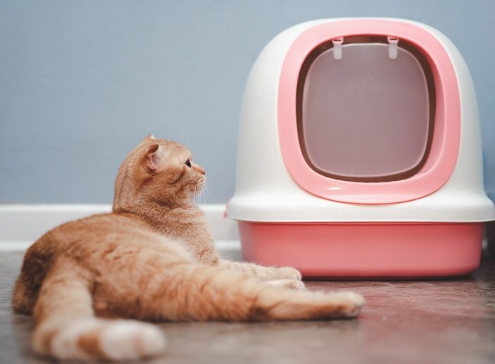 Orange cat and cat toilet with cover