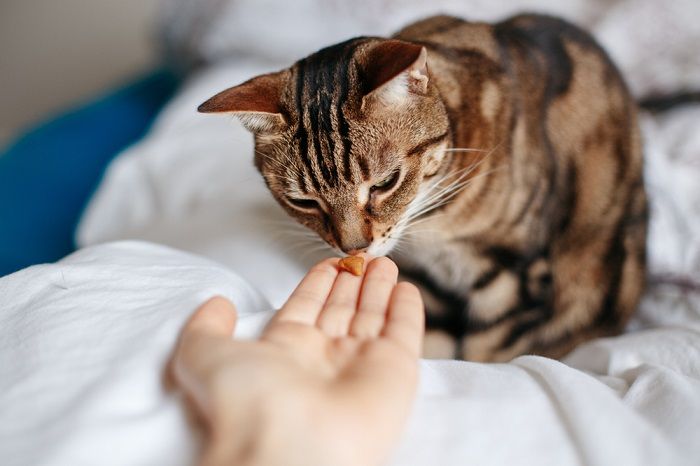 An image portraying a pet owner engaged in the act of feeding their cat