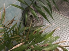 Shy or fearful cats tend to hide from new people