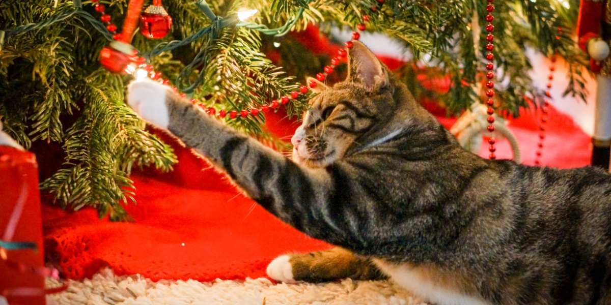Tabby cat batting a hanging bell under the Christmas tree