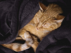 Winter Cats