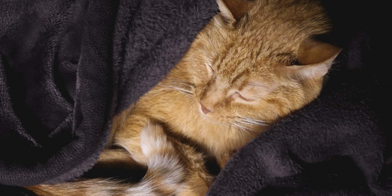 Winter Cats