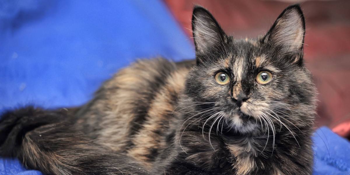 male tortoiseshell cat