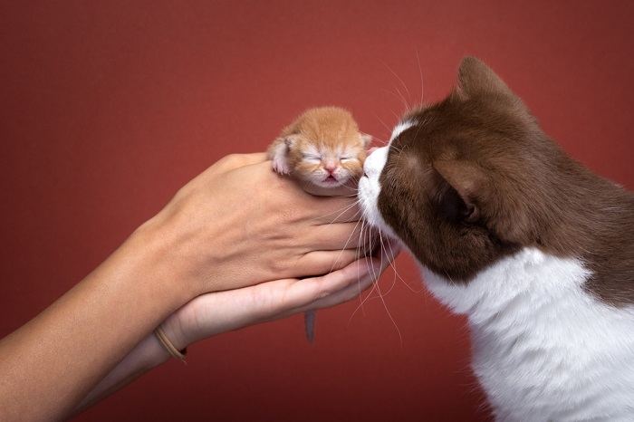 adult cat smelling newborn kitten