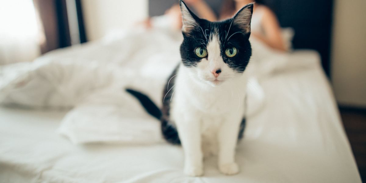 Cats React to 'Baby Talk' From Their Owners, but Not Strangers, Smart  News