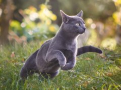 A Blue Russian cat running energetically.