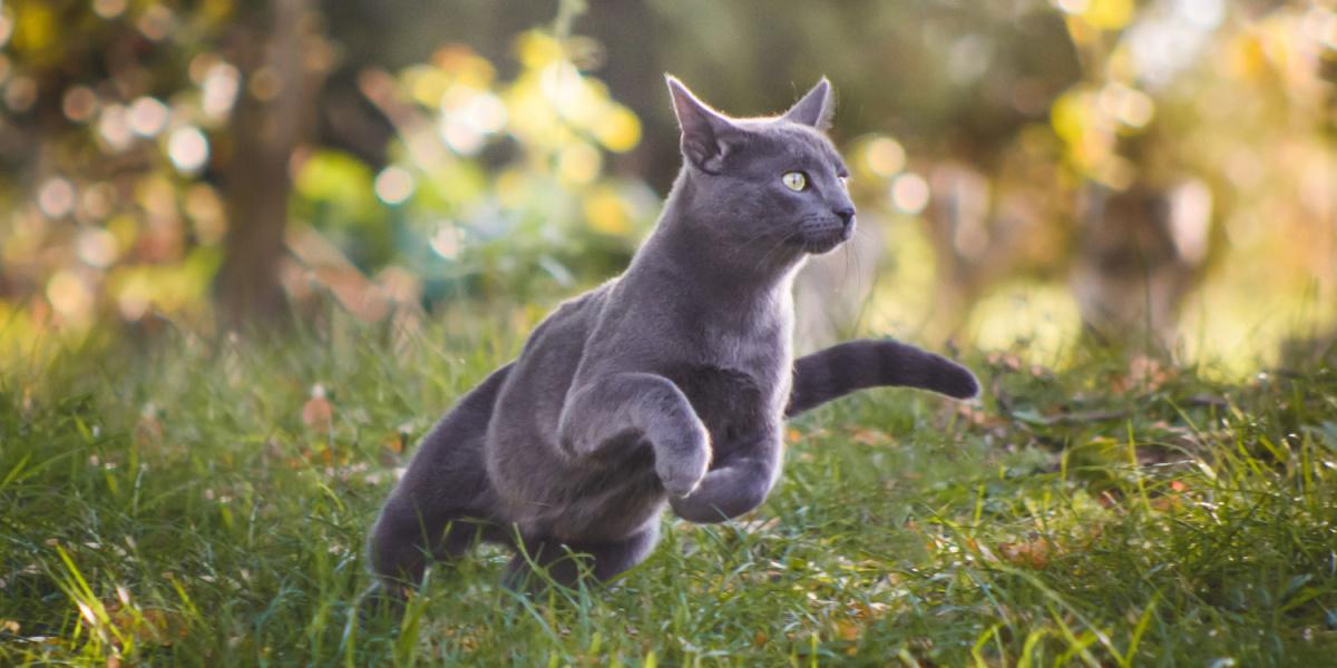 A Blue Russian cat running energetically.
