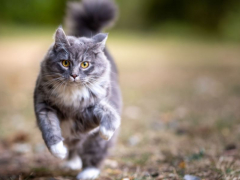 An image capturing the energy and enthusiasm of a blue tabby cat in motion