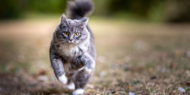 8 Steps To Bringing An Outdoor Cat Inside