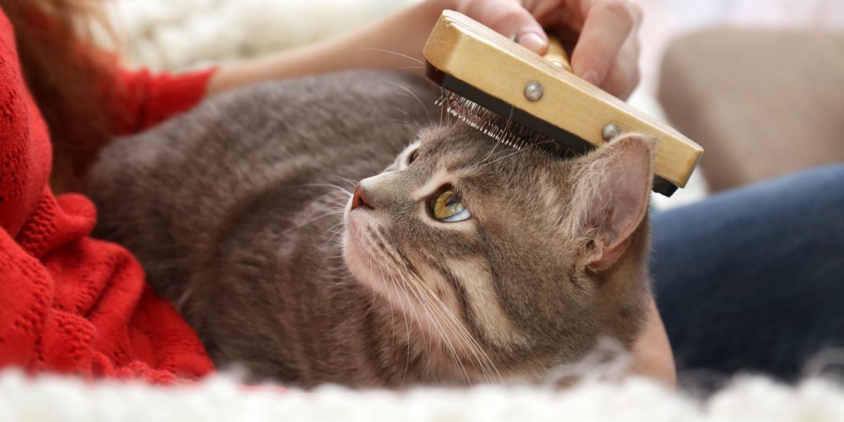 An individual gently brushes a cat's fur with a specialized pet grooming brush, removing loose hair and creating a bonding moment between the person and the contentedly purring cat.