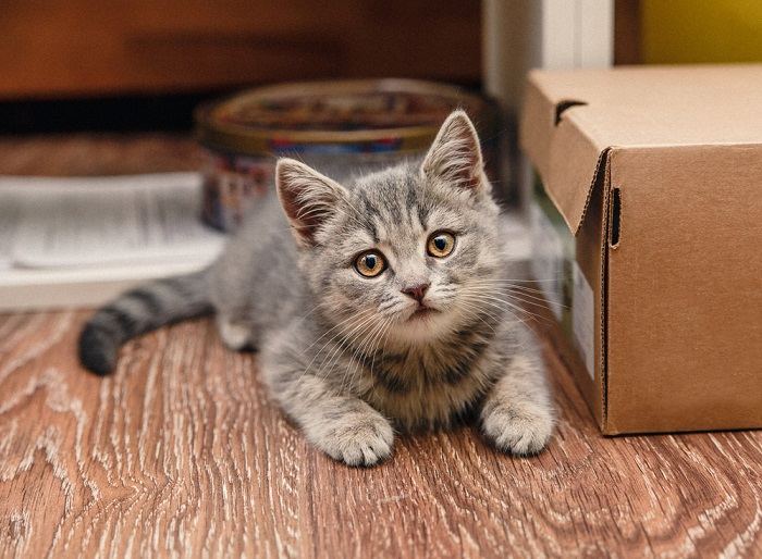 Gato sentado junto a una caja