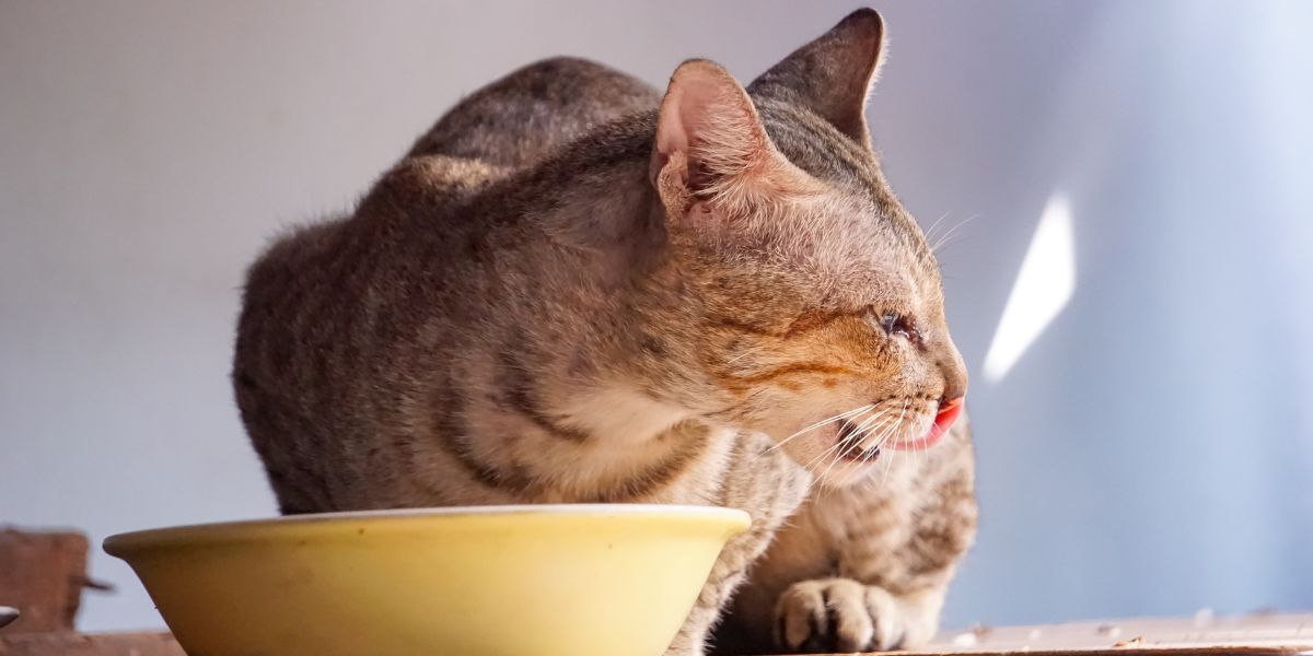 Cómo cambiar de comida húmeda a seca para gatos
