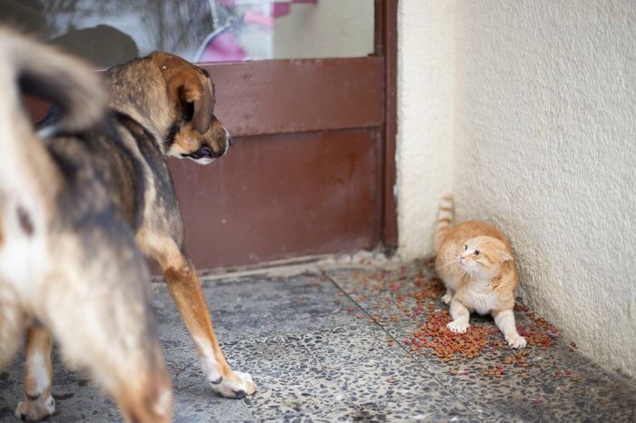 An endearing image capturing the companionship between a cat and a dog.