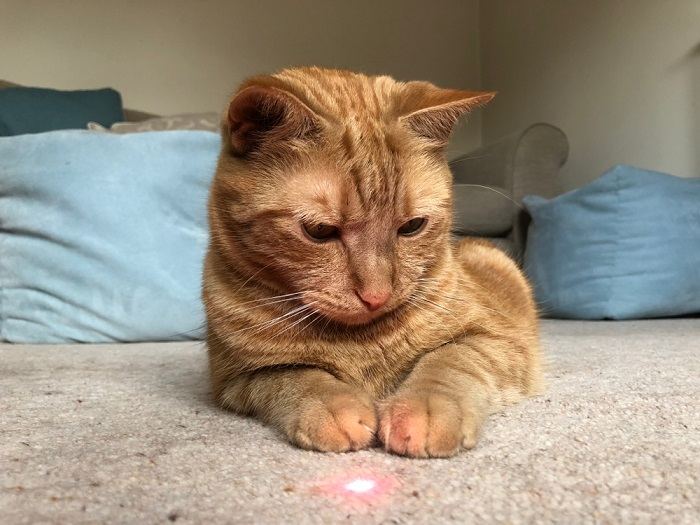 cat looking at laser toy
