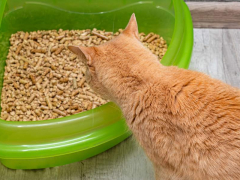 An image featuring a cat near a litter box, showcasing the cat's association with its designated elimination area.