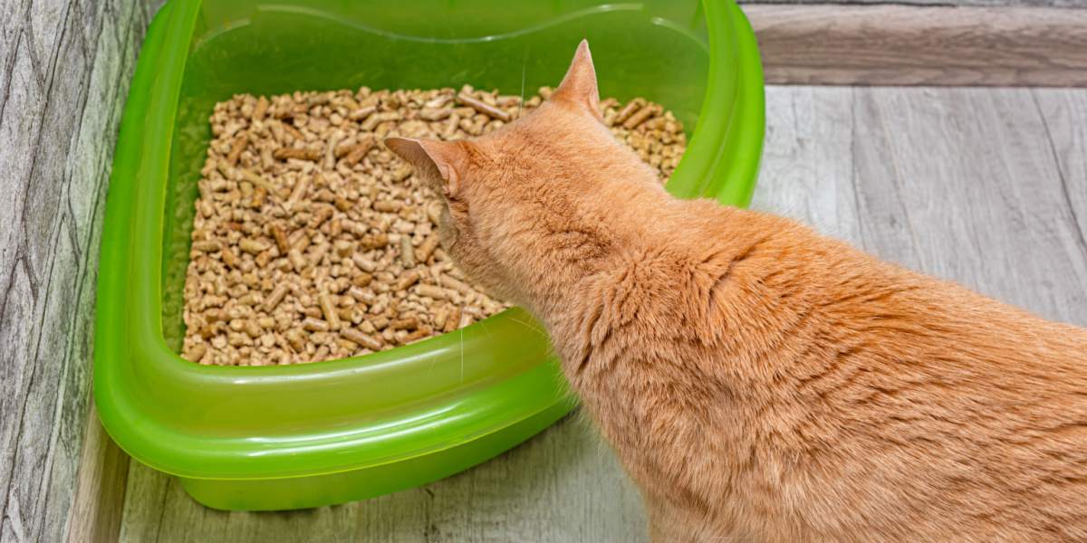 An image featuring a cat near a litter box, showcasing the cat's association with its designated elimination area.