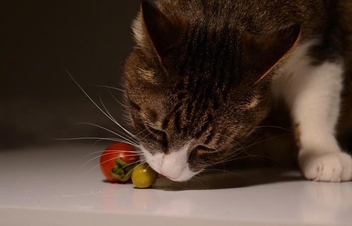 cat eating olives and tomato