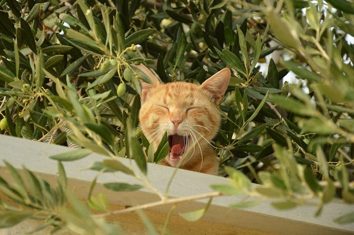 gato bostezando en un olivo